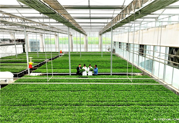 1719993414259012.jpg 民勤县积极打造人参果特色产业基地,推动产业兴旺赋能乡村振兴。王杰己 摄.jpg