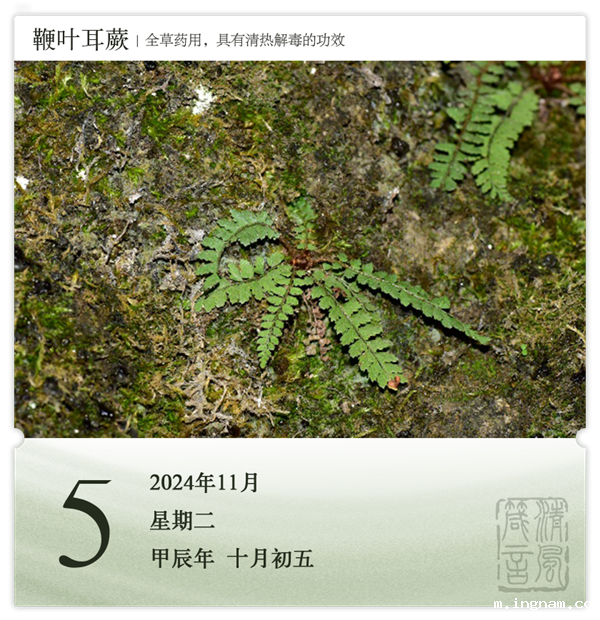 1730187517932861.png 箴历日历11-5.png